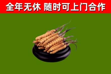 洞口县回收冬虫夏草